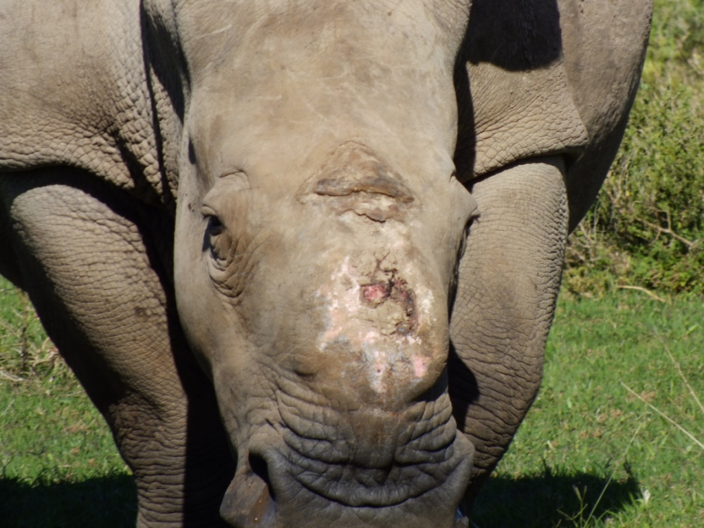 Kariega Rhino Thandi May2014 3
