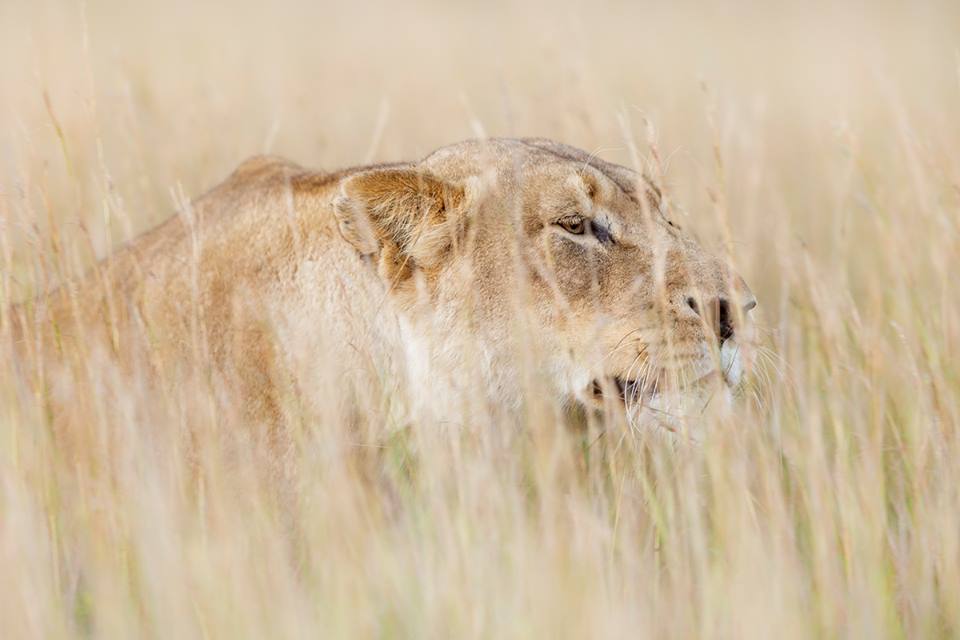 Lioness Kariega Brendon