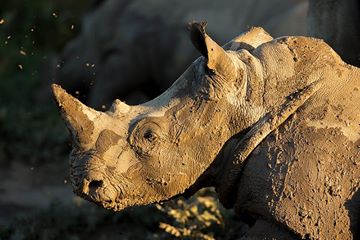 Rhino Kariega Mud Brendon