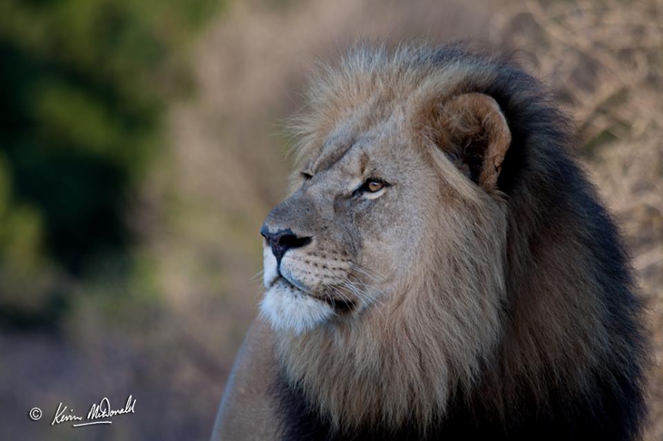 Kariega Adult Lion Kevin Mc Donald