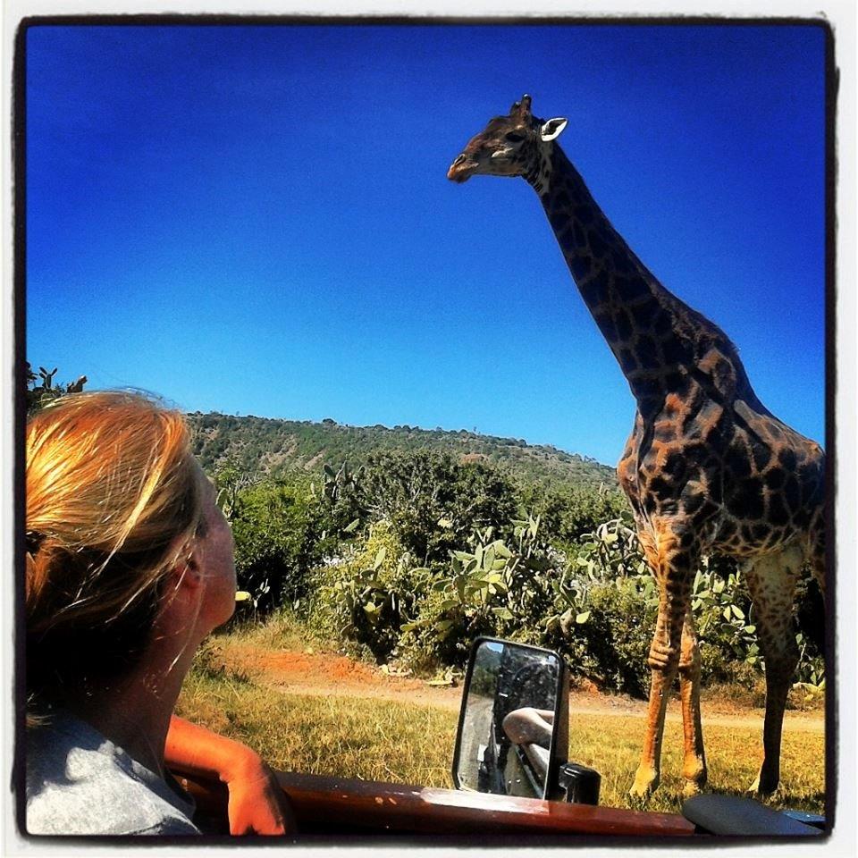 Kariega Conservation Volunteers Giraffe