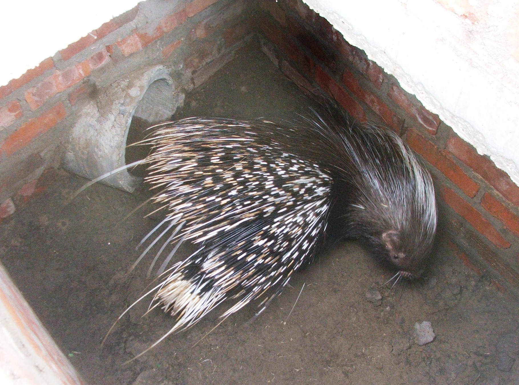 Porcupine Rescue