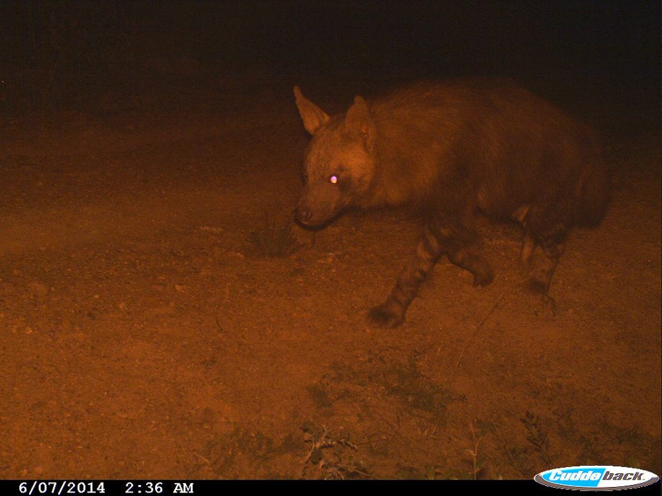 Kariega Brown Hyaena June2014