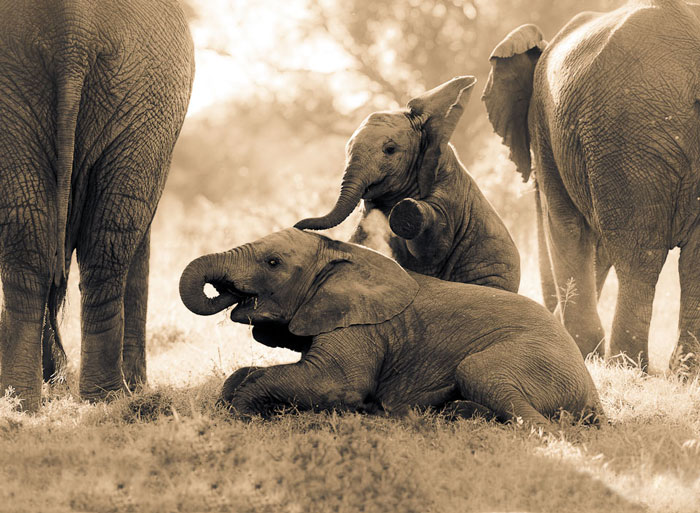 Kariega Brendan Jennings 11 Game Reserve Elephant Calves