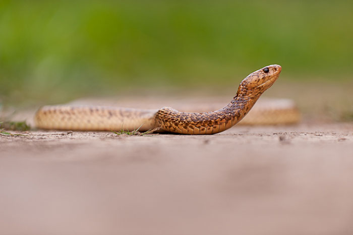 Kariega Brendan Jennings 25 Game Reserve Snake