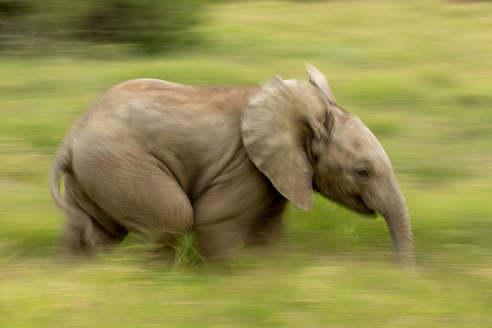 Kariega Brendan Jennings2 Game Reserve Elephant