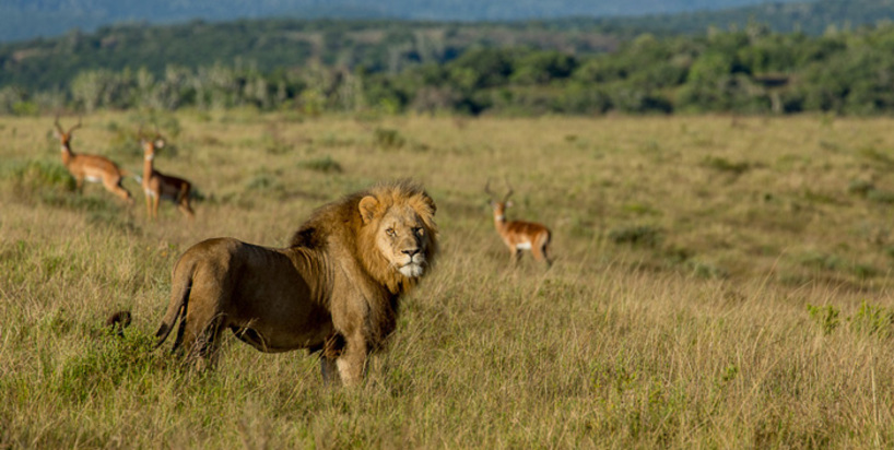 kariega_brendan_jennings1 game reserve lion landscape.jpg