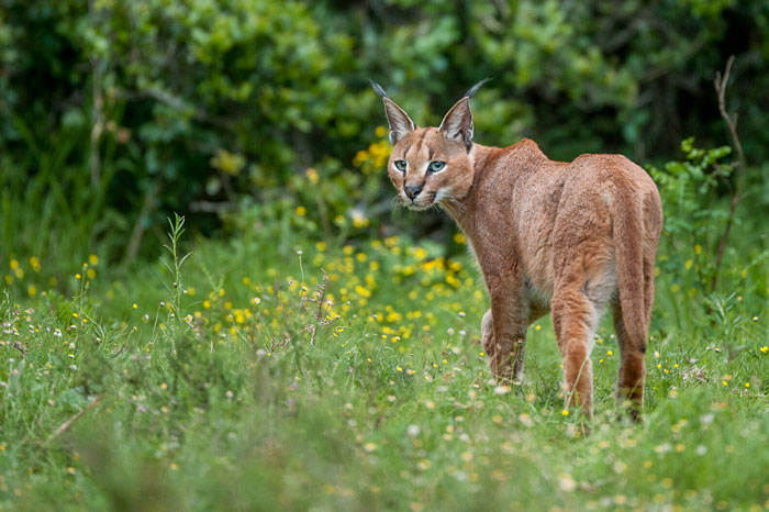 Kariega Brendan Jennings5 Caracal Game Reserve