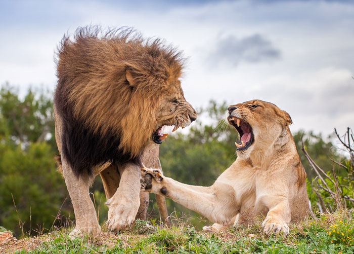 Kariega Brendan Jennings6 Lion Fight Game Reserve