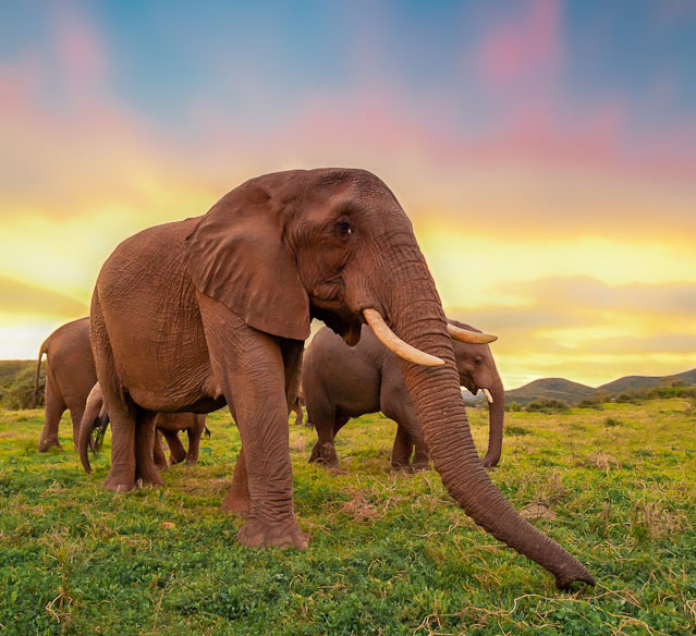 Kariega Brendan Jennings7 Game Reserve Elephant Sunset