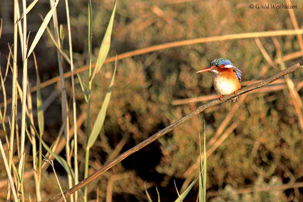 Kariega Game Reserve Eastern Cape Gerhard Birding Aug2014