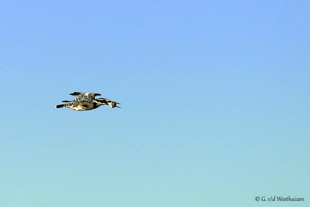 Kariega Game Reserve Eastern Cape Pied Kingfisher Gerhard Aug2014