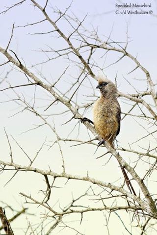 Kariega Game Reserve Eastern Cape Speckled Mousebird Gerhard Aug2014