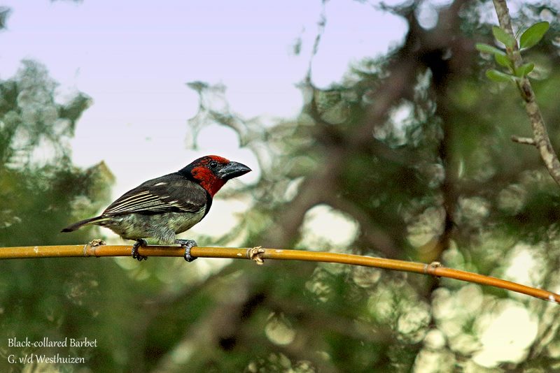 Kariega Game Reserve Eastern Capeblack Collared Barbet Gvw July2014