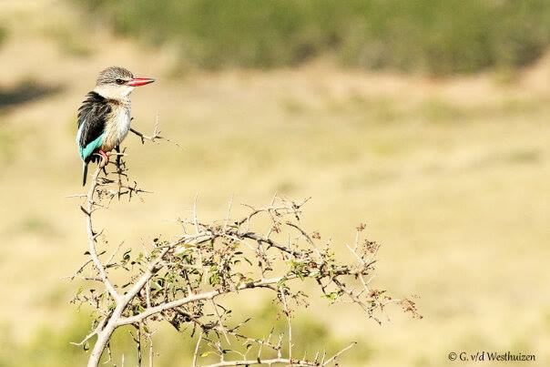 Kariega Game Reserve Eastern Cape Brown Hooded Kingfisher Gerhard Aug2014