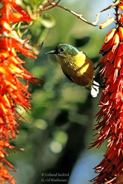 Collared Sunbird Gvw July2014 Kariega Game Reserve Eastern Cape