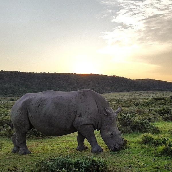 Rhino Thandi Aug 2014 Kariega Game Reserve Eastern Cape (2)