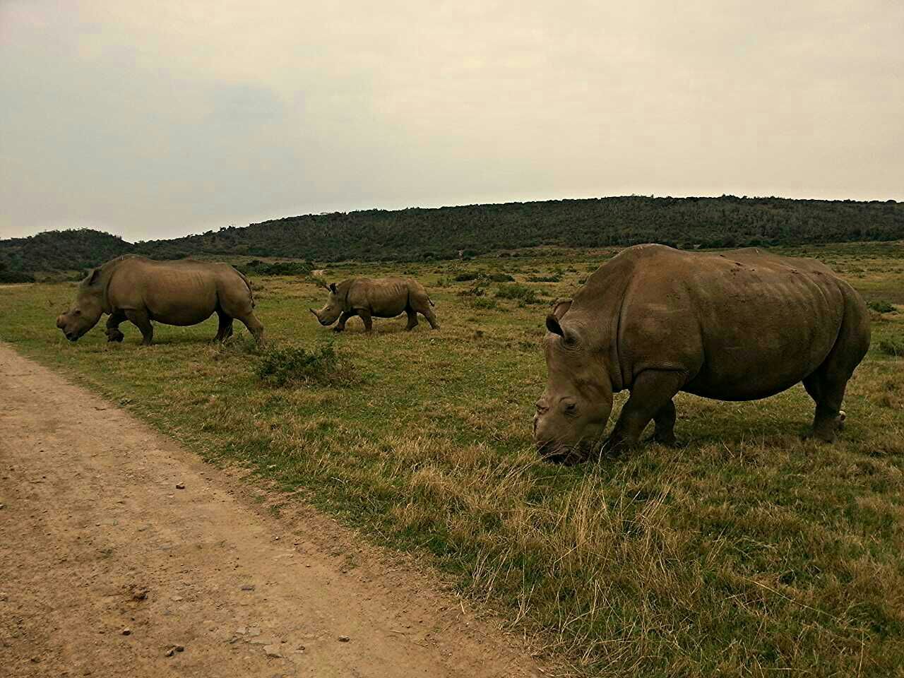 Rhino Thandi Aug 2014 Kariega Game Reserve Eastern Cape (3)
