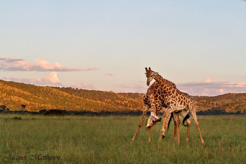 Jacques Matthysen Giraffe Fighting Kariega Game Reserve Eastern Cape