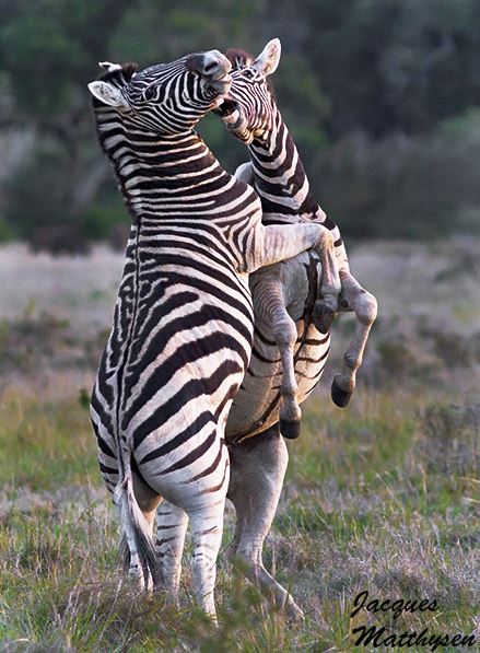 Zebra Fighting Jacques Matthysen Kariega Game Reserve Eastern Cape