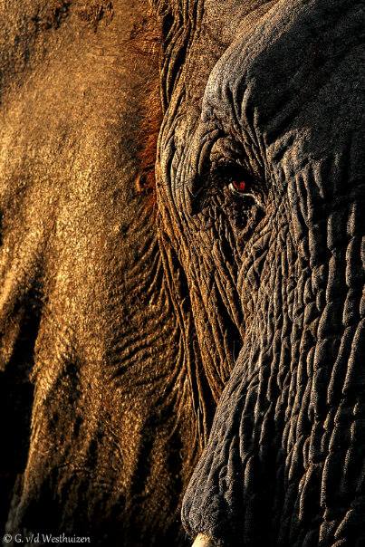 G Vd Westhuisen Elephant Face Eye Kariega Game Reserve