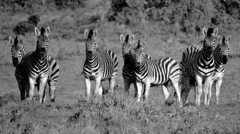 Emanuela Caligiuri Photo Competition Kariega Game Reserve Zebra