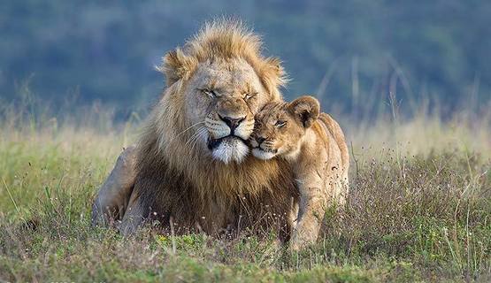 Grant Atkinson photo competition kariega game reserve lion cub.jpg