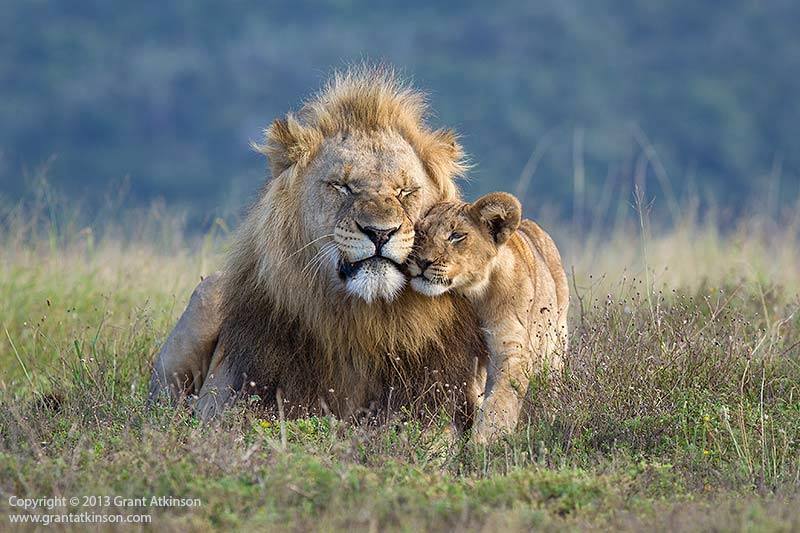 Grant Atkinson Photo Competition Kariega Game Reserve Lion Cub