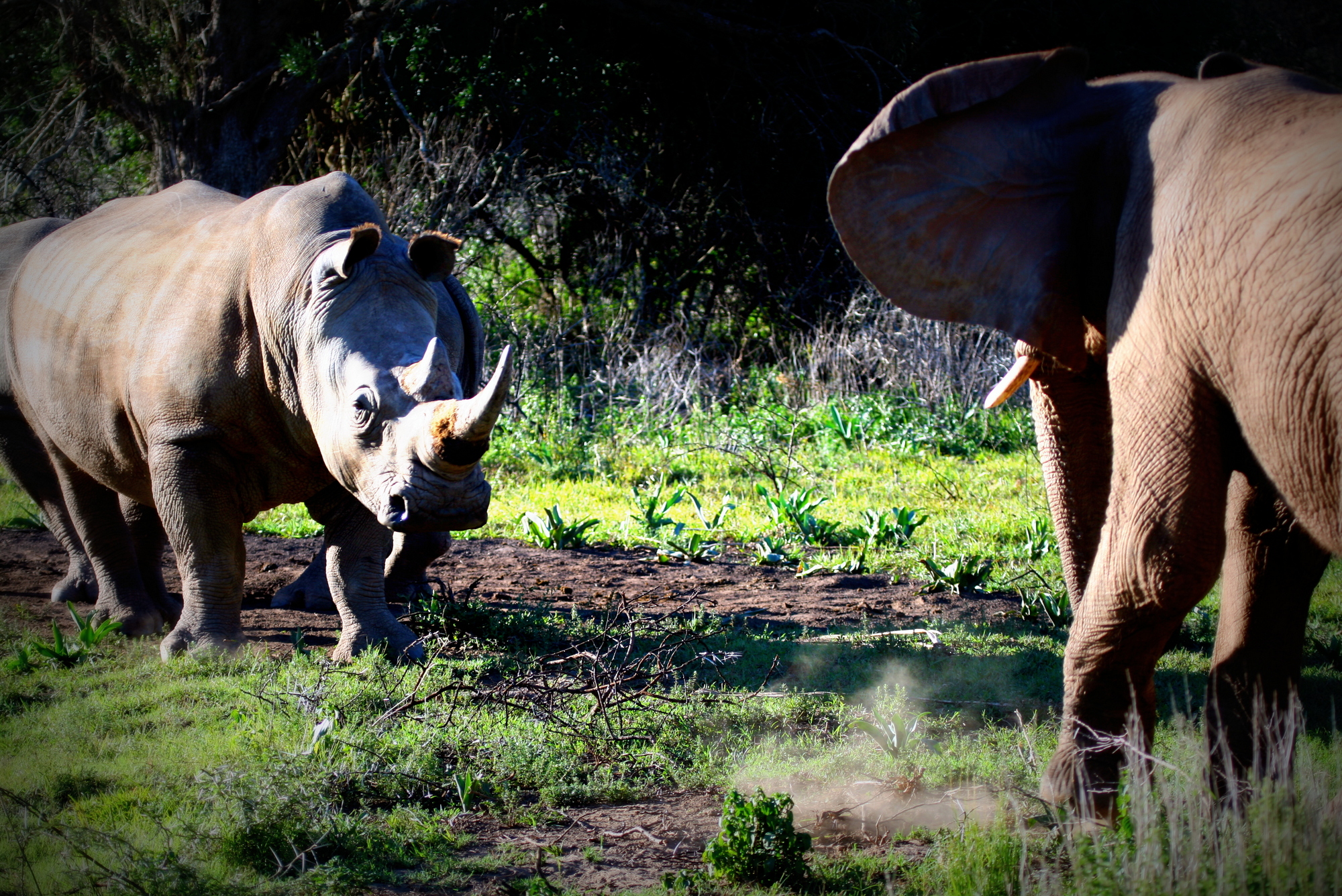 Rhino Elephant Interaction Kareiga Game Reserve Eastern Cape (7) 002