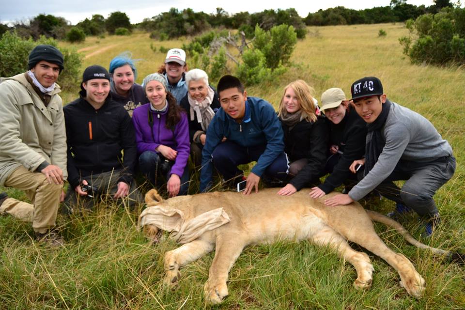 Kariega Volunteers Lion July2014