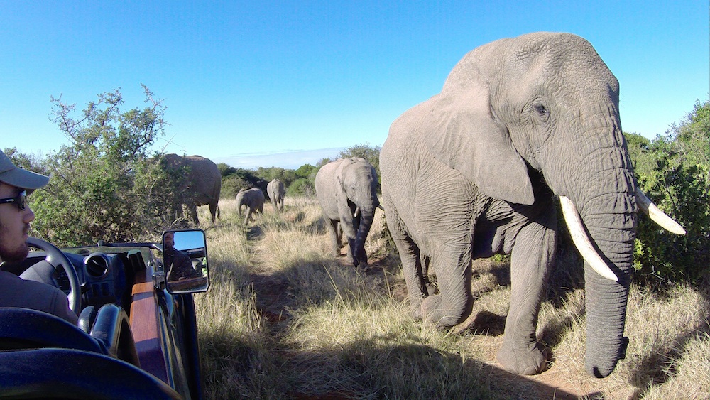 Kariega Kali Sakai Elephant2 July2014