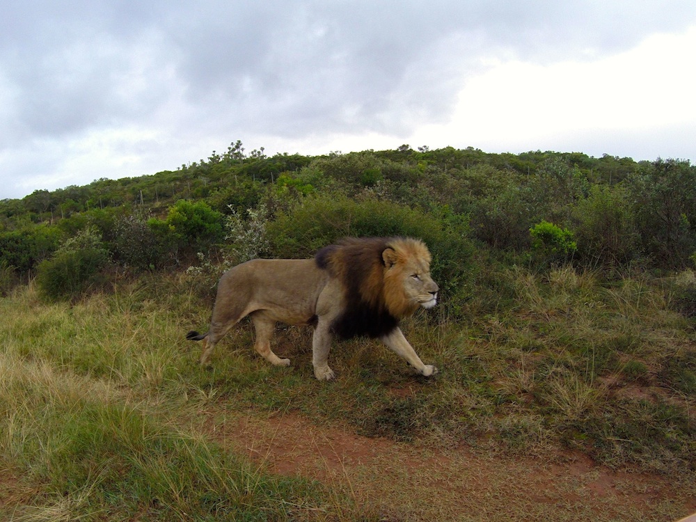 Kariega Kali Sakai Lion2 July2014