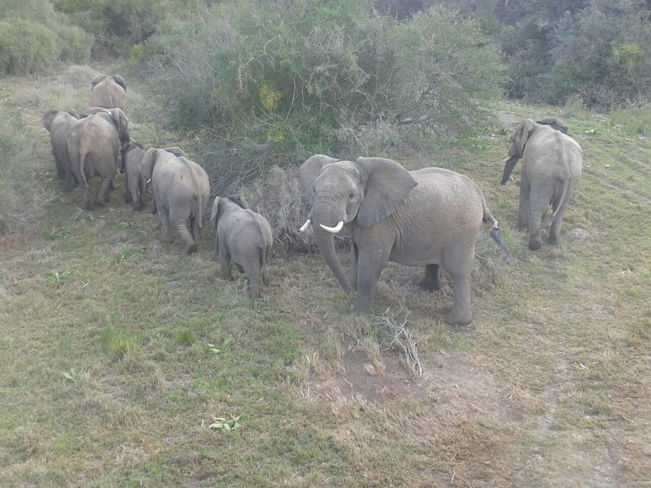 Kariega Elephant Release2 Sept2014