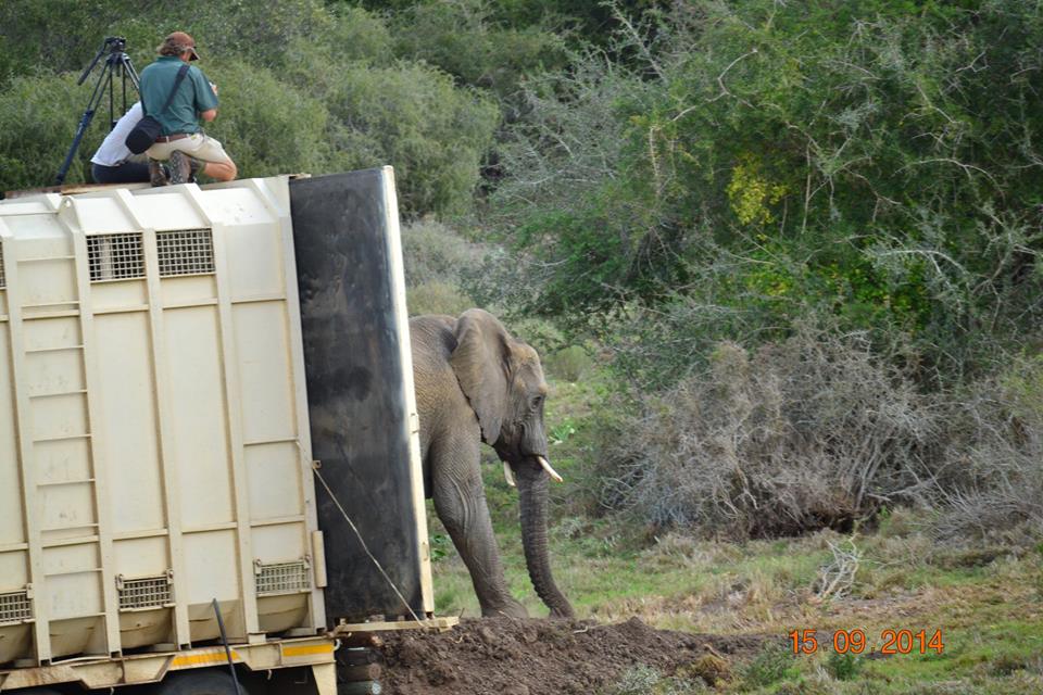Kariega Elephant Release3 Sept2014