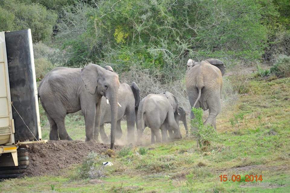 Kariega Elephant Release4 Sept2014