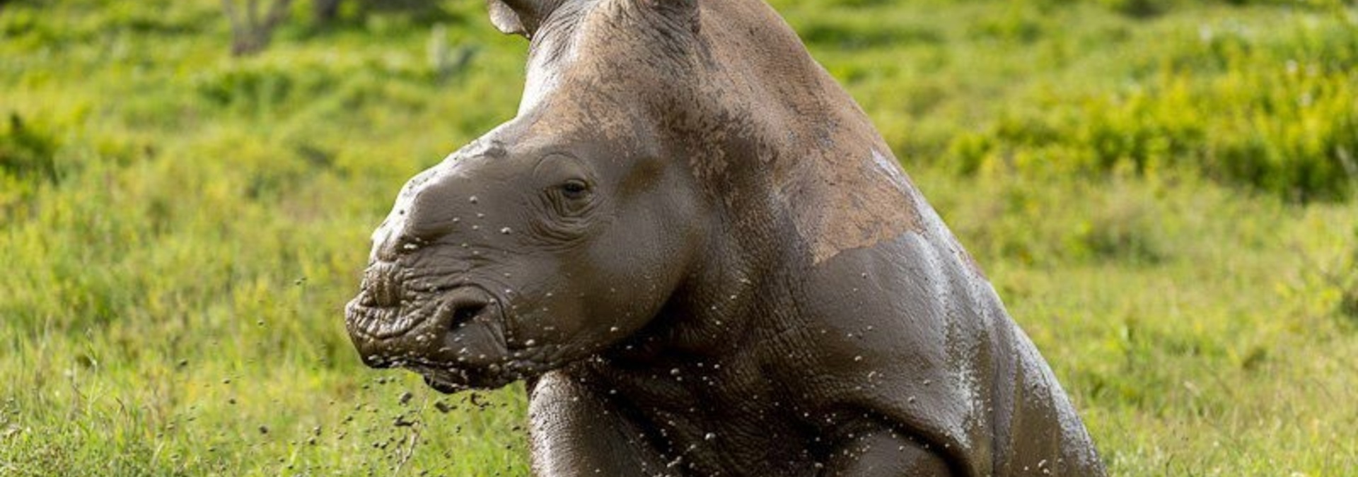 Thandi_Kariega_rhino_mud.jpg