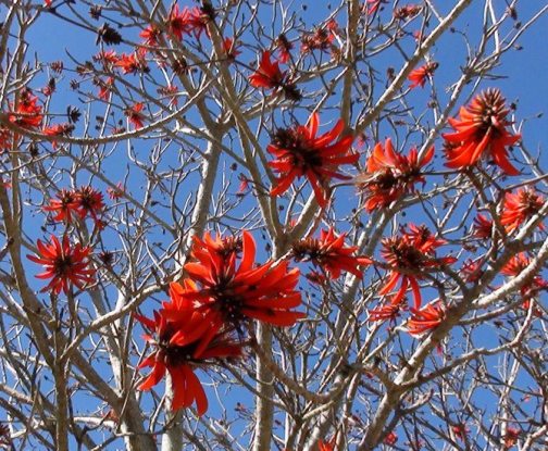 Kariega Coraltree Rebecca Harker 4 Sept2013