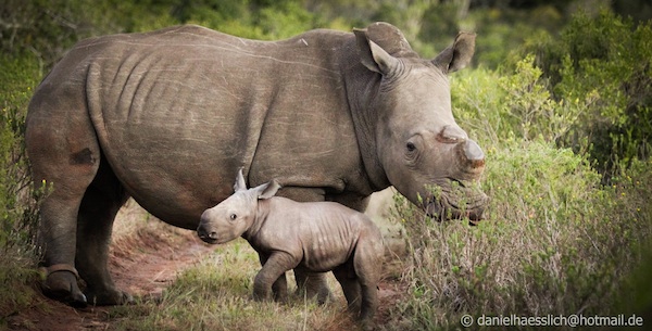 Kariega Rhino Calf Mum Daniel Oct2014