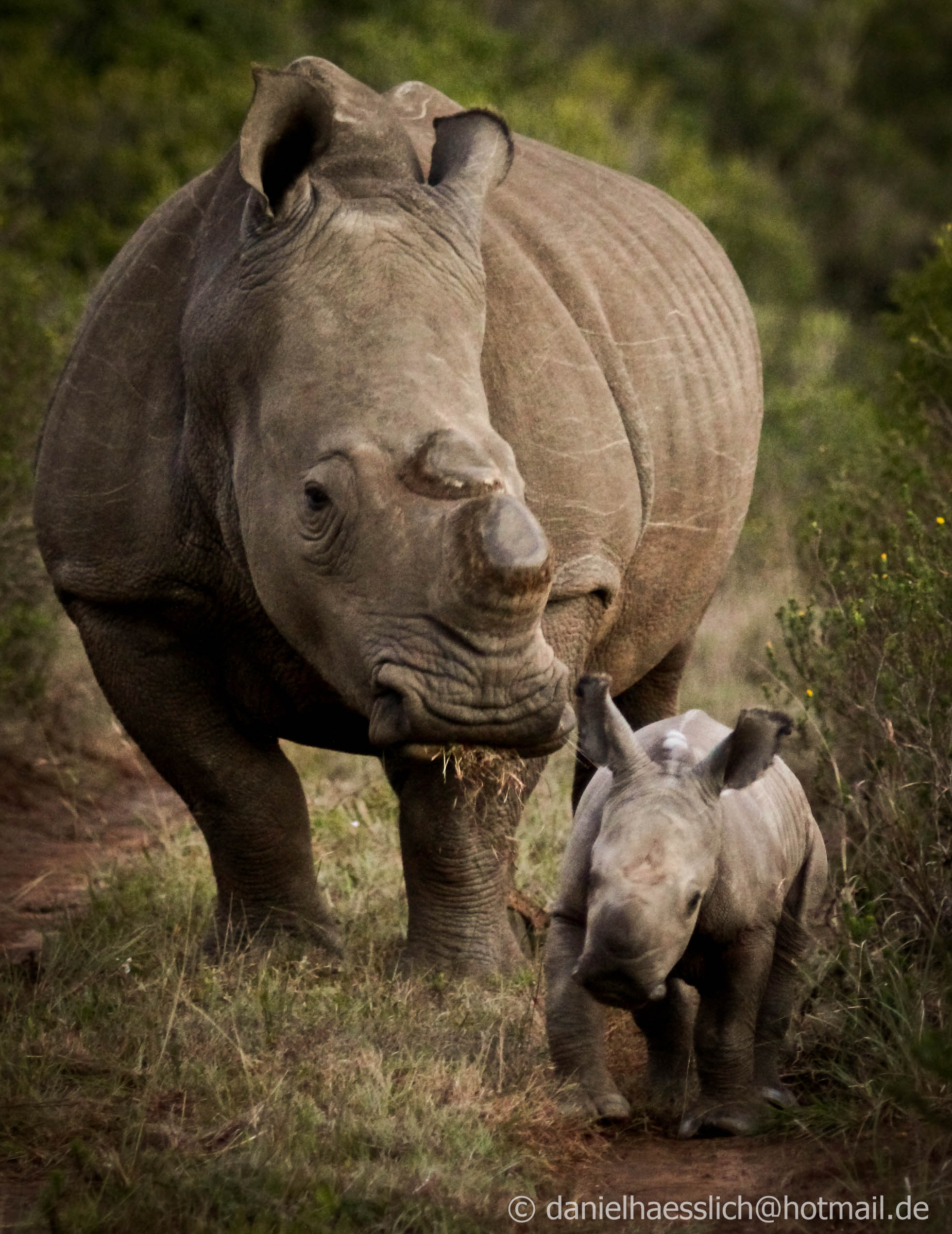 Kariega Rhino Daniel Oct2014