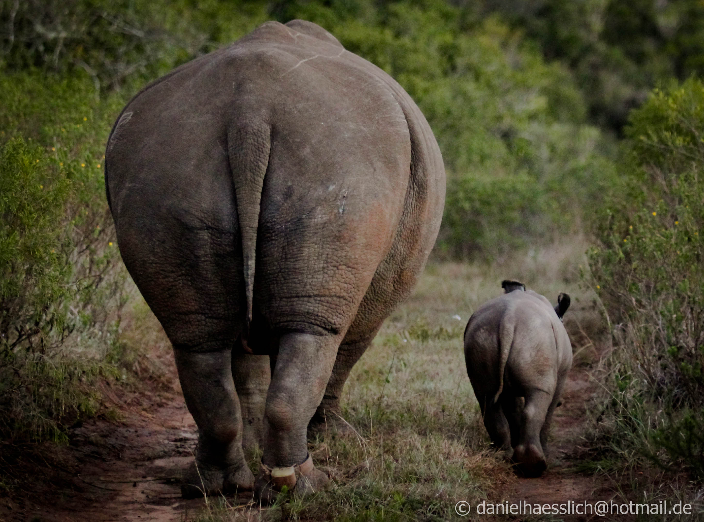 Kariega Rhinocalf Daniel Oct2014 Walking