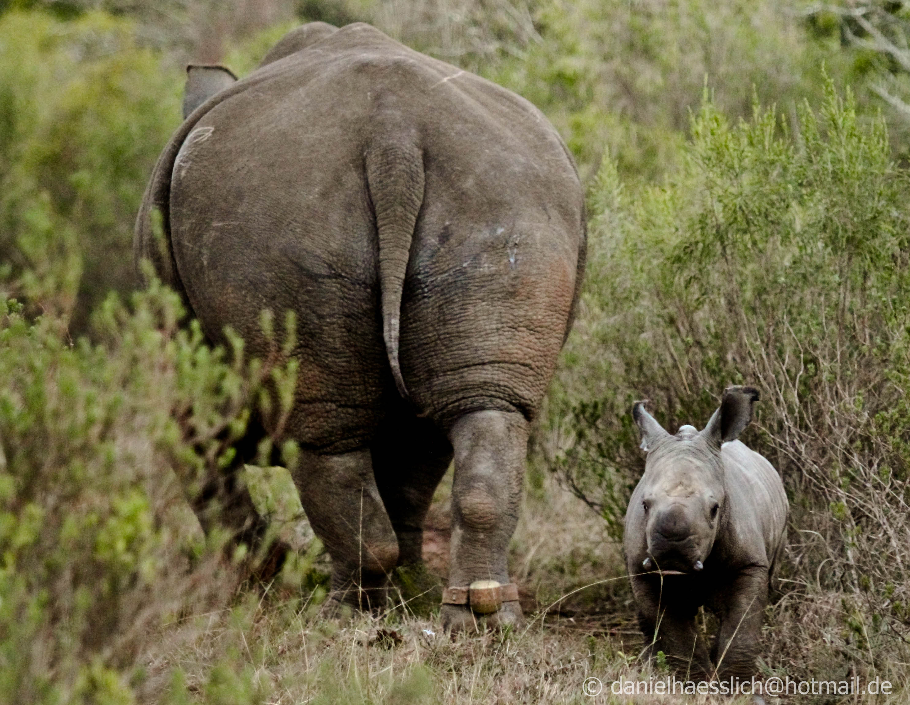 Kariega Rhinocalf2 Daniel Oct2014