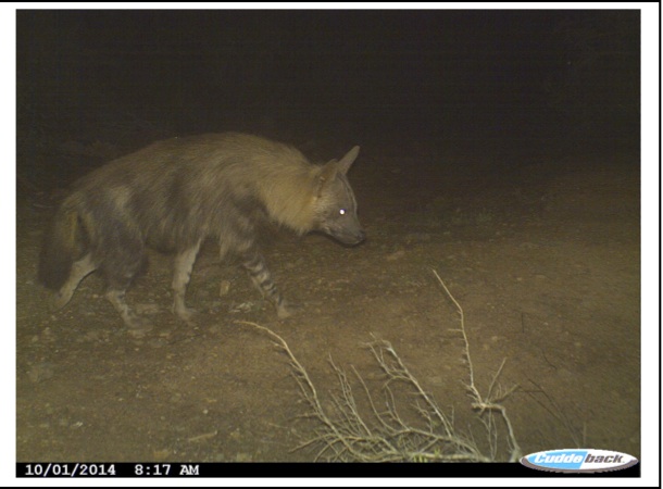 Kariega Brown Hyena Sept2014
