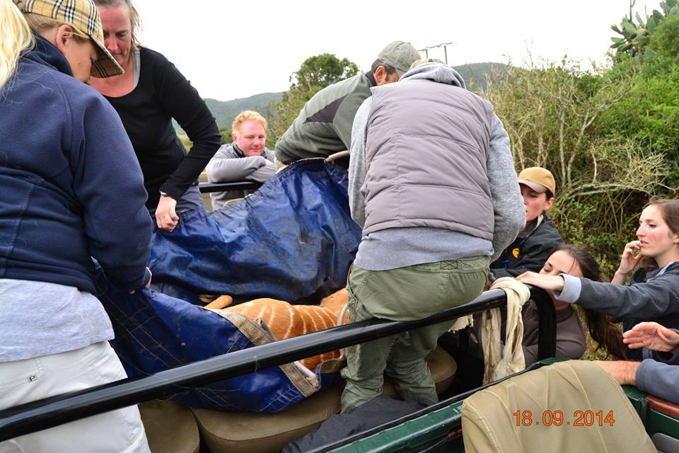 Kariega Ewe Capture Sept2014