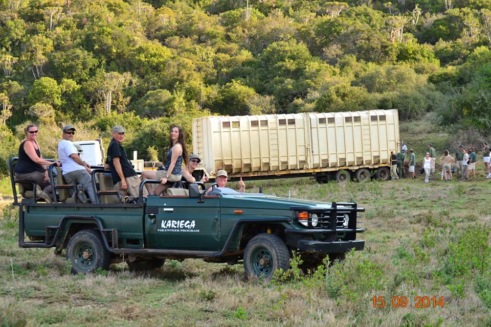 Kariega Volunteers Elephant Release Sept2014