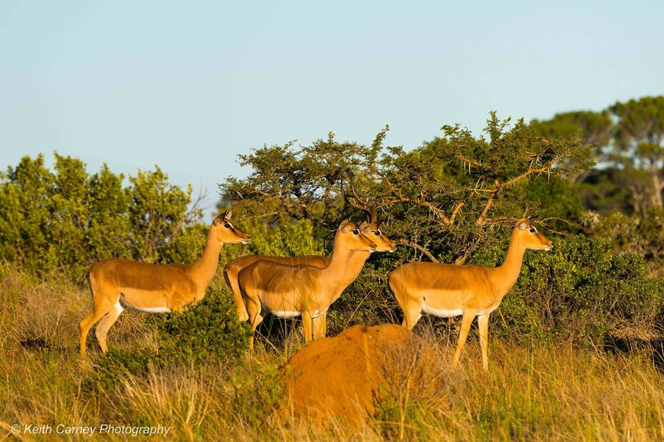 Kariega Impala Keith Carney September