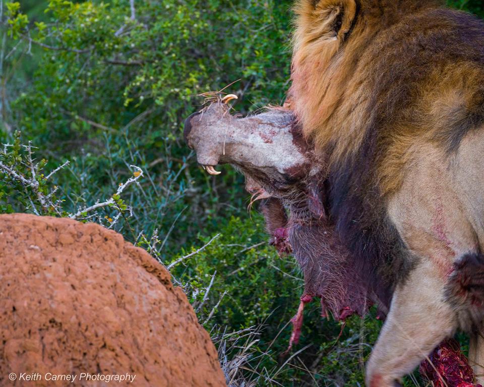 Kariega Lionkill4 Keith Carney September