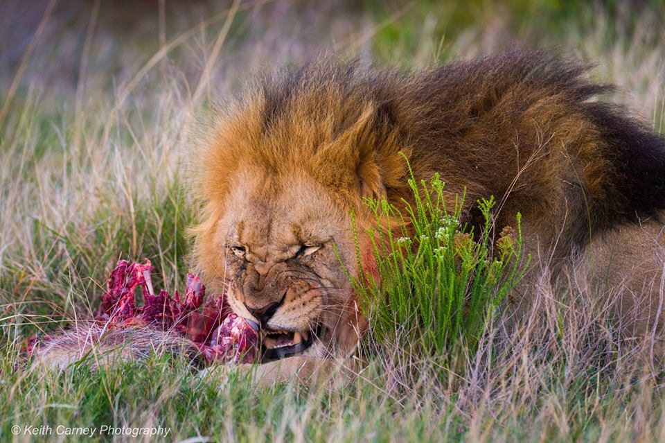 Kariega Lionkill5 Keith Carney September