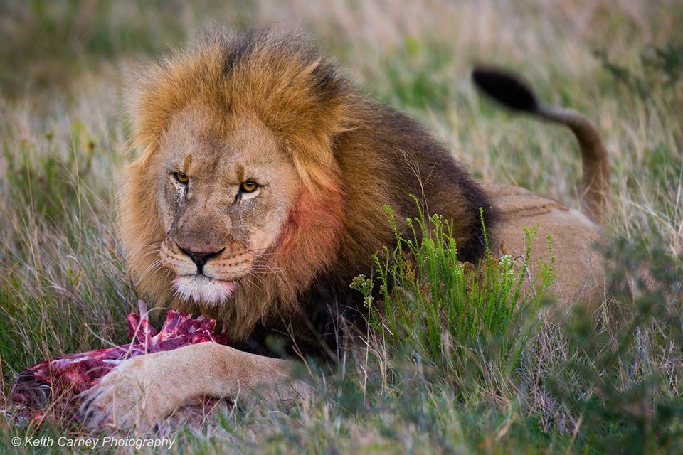 Kariega Lionkill6 Keith Carney September