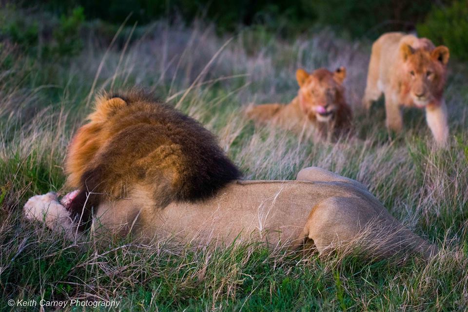 Kariega Lionkill8 Keith Carney September