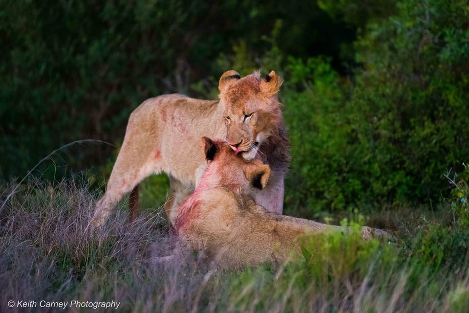 Kariega Lionkill7 Keith Carney September